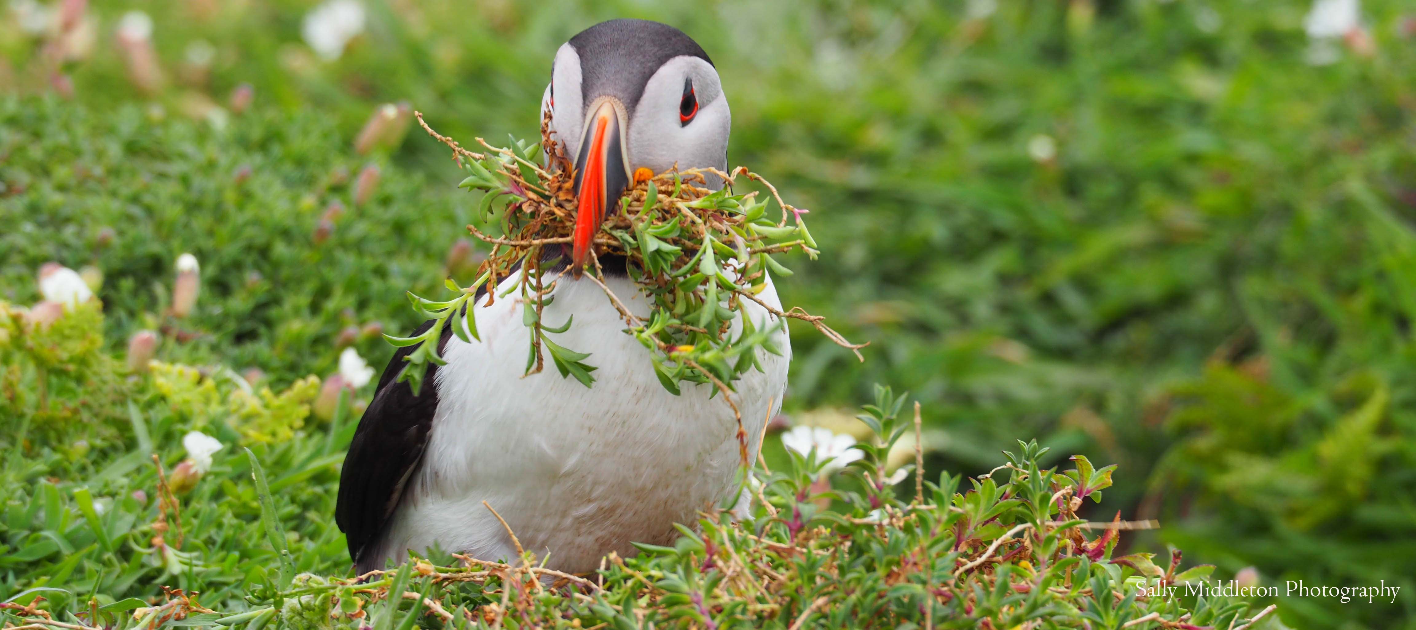 Puffin